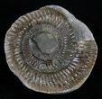 Inch Dactylioceras Ammonite In Concretion #2098-1